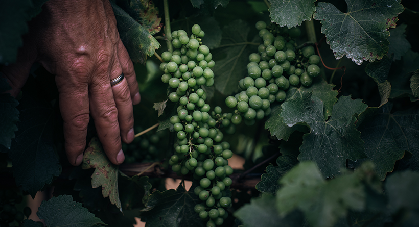 Forester Estate Grapevine